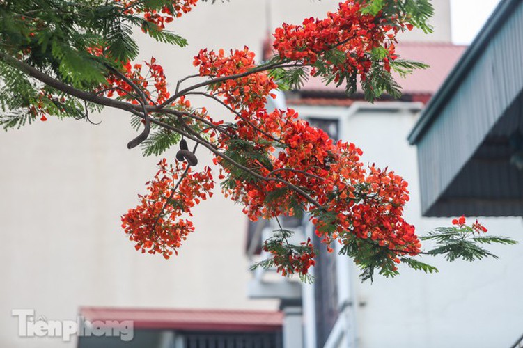 red flamboyant flowers in full bloom in capital hinh 6