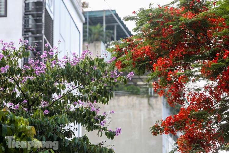 red flamboyant flowers in full bloom in capital hinh 7