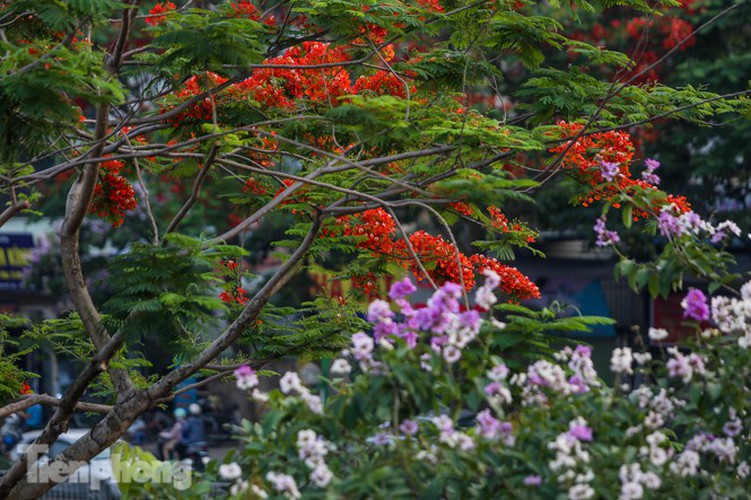 red flamboyant flowers in full bloom in capital hinh 8