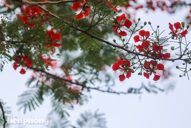 red flamboyant flowers in full bloom in capital hinh 9