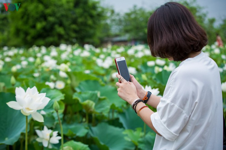 hanoi enjoys charming beauty of white lotus flowers in full bloom hinh 11