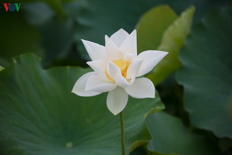 hanoi enjoys charming beauty of white lotus flowers in full bloom hinh 12