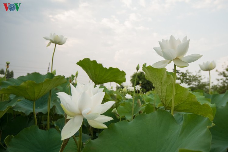 hanoi enjoys charming beauty of white lotus flowers in full bloom hinh 13