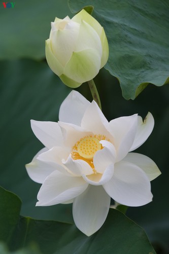 hanoi enjoys charming beauty of white lotus flowers in full bloom hinh 14