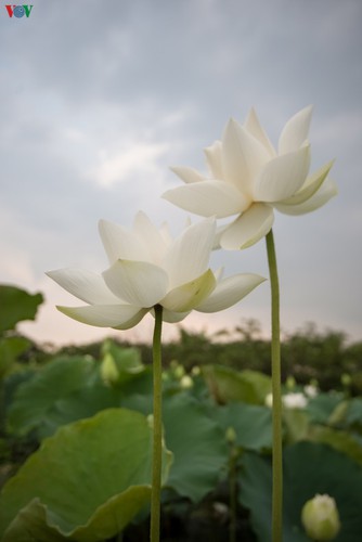 hanoi enjoys charming beauty of white lotus flowers in full bloom hinh 15