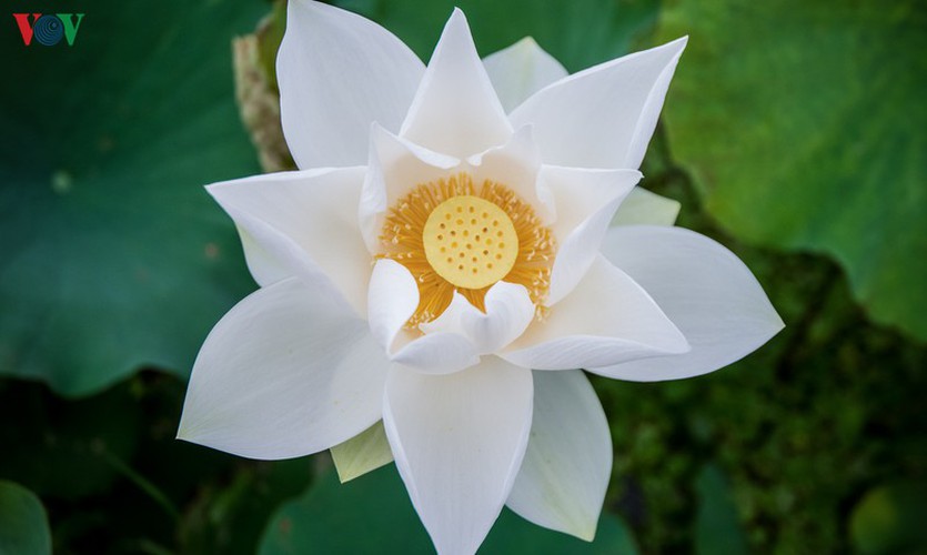 hanoi enjoys charming beauty of white lotus flowers in full bloom hinh 1