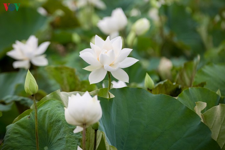 hanoi enjoys charming beauty of white lotus flowers in full bloom hinh 2