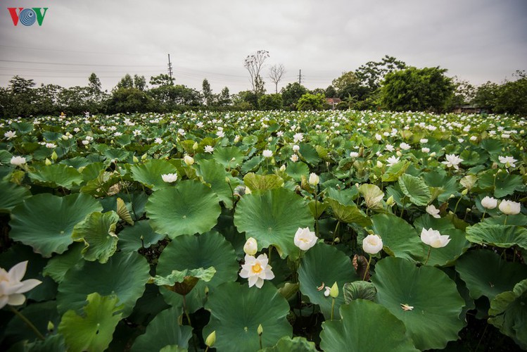hanoi enjoys charming beauty of white lotus flowers in full bloom hinh 3