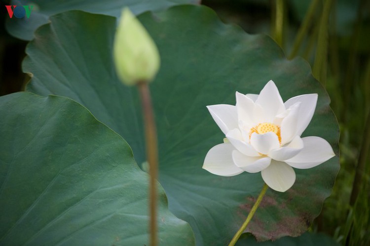 hanoi enjoys charming beauty of white lotus flowers in full bloom hinh 4