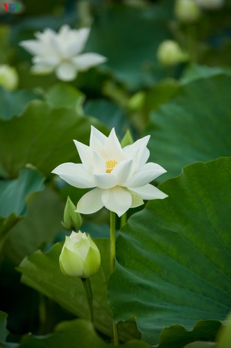 hanoi enjoys charming beauty of white lotus flowers in full bloom hinh 5