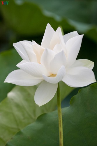 hanoi enjoys charming beauty of white lotus flowers in full bloom hinh 7