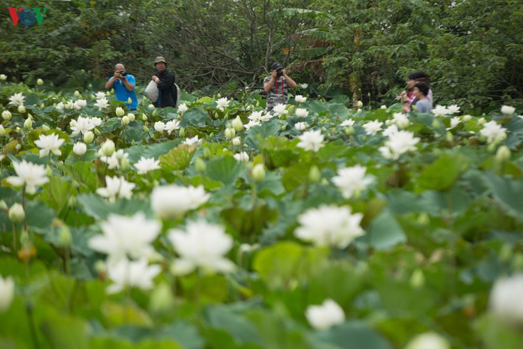 hanoi enjoys charming beauty of white lotus flowers in full bloom hinh 8