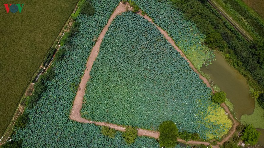 hanoi enjoys charming beauty of white lotus flowers in full bloom hinh 9