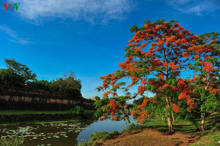 summer transforms hue into city of colourful charming flowers hinh 10