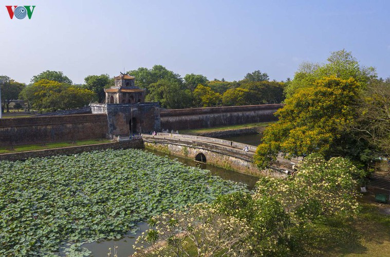 summer transforms hue into city of colourful charming flowers hinh 11