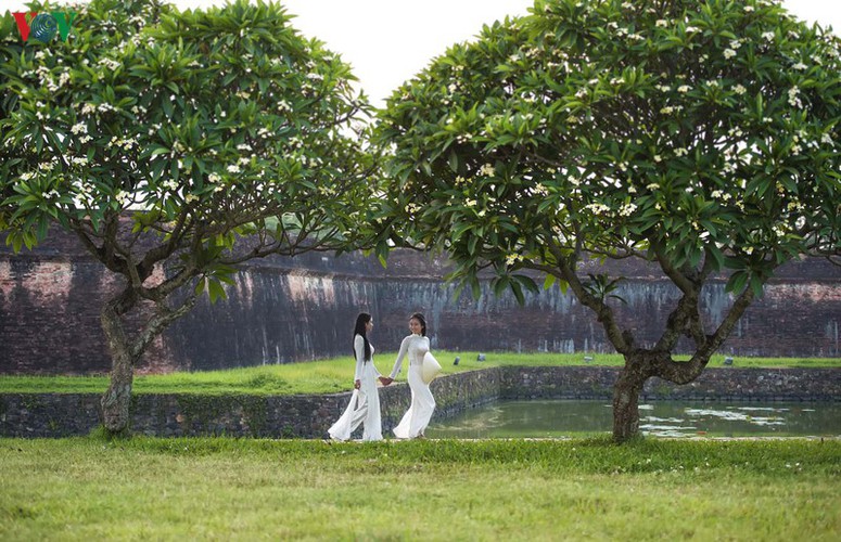 summer transforms hue into city of colourful charming flowers hinh 3