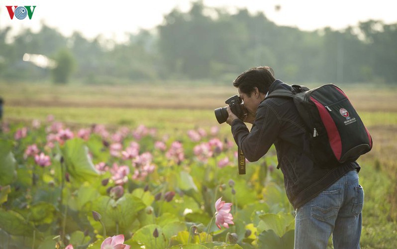 summer transforms hue into city of colourful charming flowers hinh 7