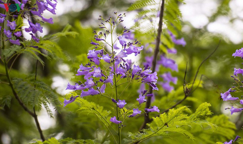 summer transforms hue into city of colourful charming flowers hinh 9