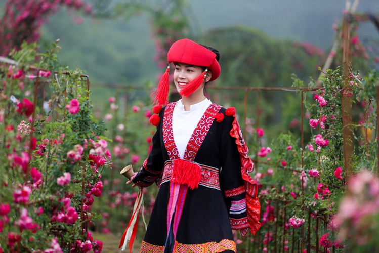 discovering vietnam’s largest rose valley in sa pa hinh 11