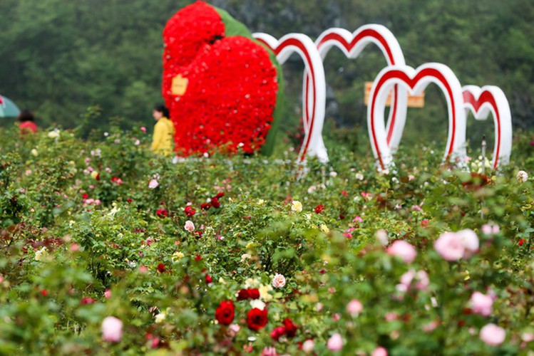 discovering vietnam’s largest rose valley in sa pa hinh 13