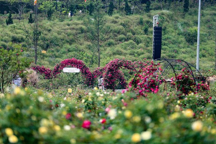 discovering vietnam’s largest rose valley in sa pa hinh 1