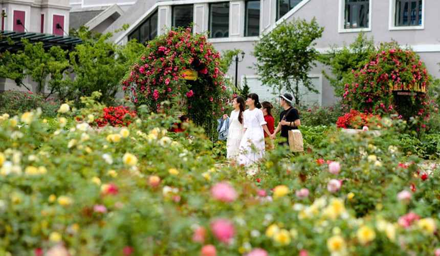 discovering vietnam’s largest rose valley in sa pa hinh 2