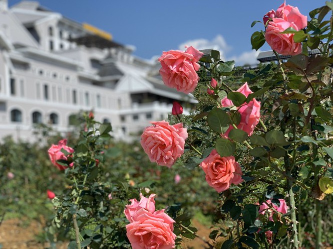 discovering vietnam’s largest rose valley in sa pa hinh 3