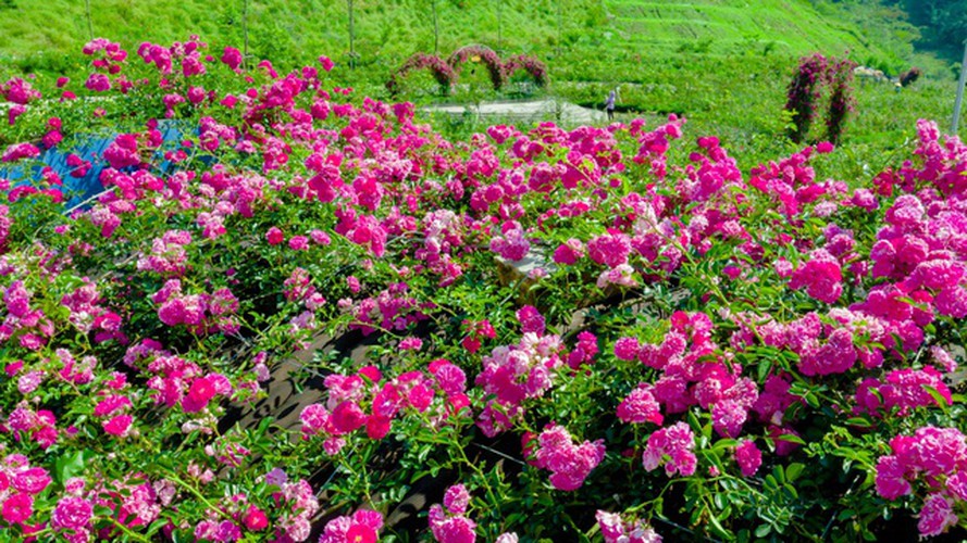 discovering vietnam’s largest rose valley in sa pa hinh 5