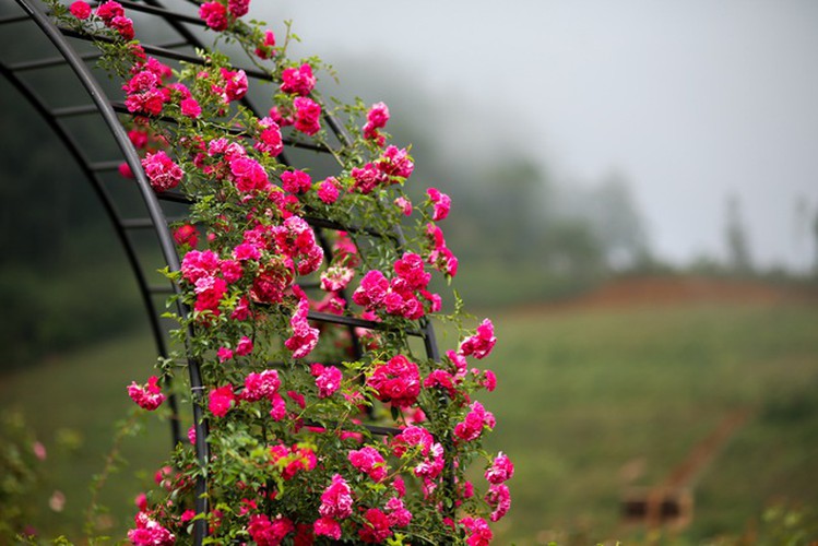 discovering vietnam’s largest rose valley in sa pa hinh 9