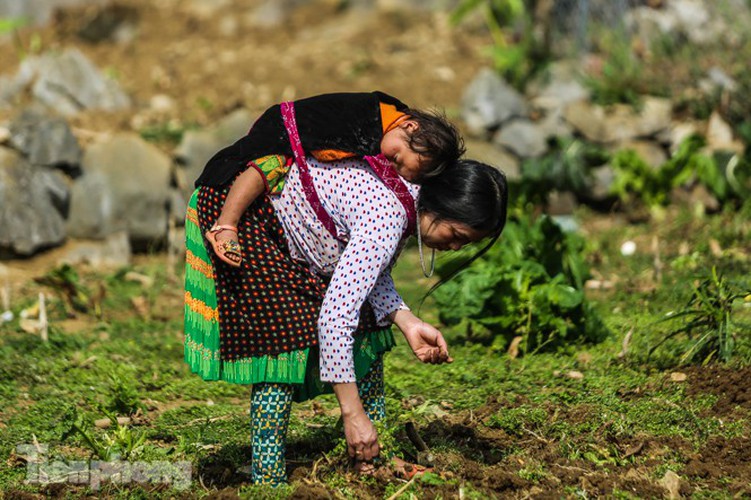 images of playful children on stone plateau in ha giang hinh 10