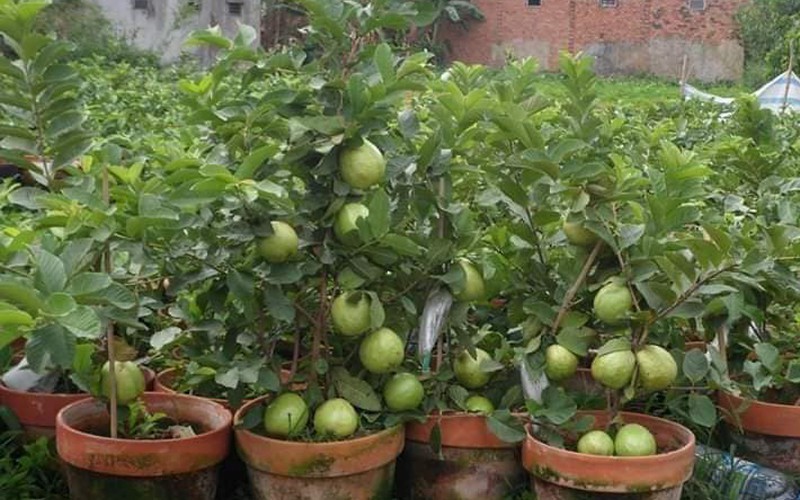 production of new types of fruit helps farmers earn additional income hinh 11