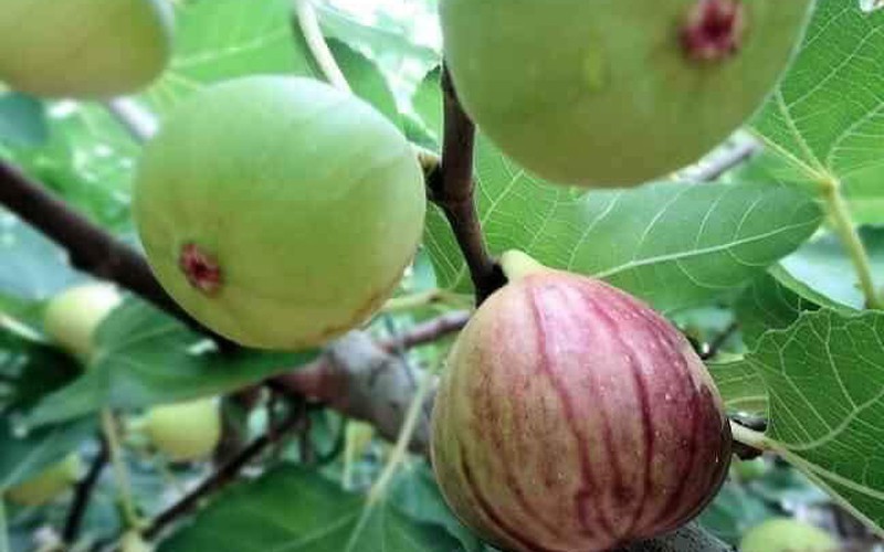 production of new types of fruit helps farmers earn additional income hinh 14
