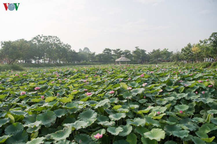 picturesque view of summer lotus flowers blooming in hanoi hinh 10