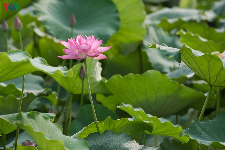 picturesque view of summer lotus flowers blooming in hanoi hinh 11