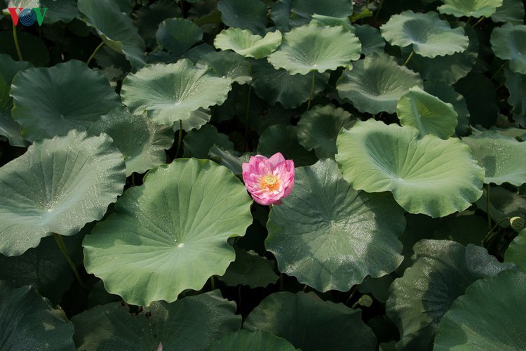 picturesque view of summer lotus flowers blooming in hanoi hinh 12