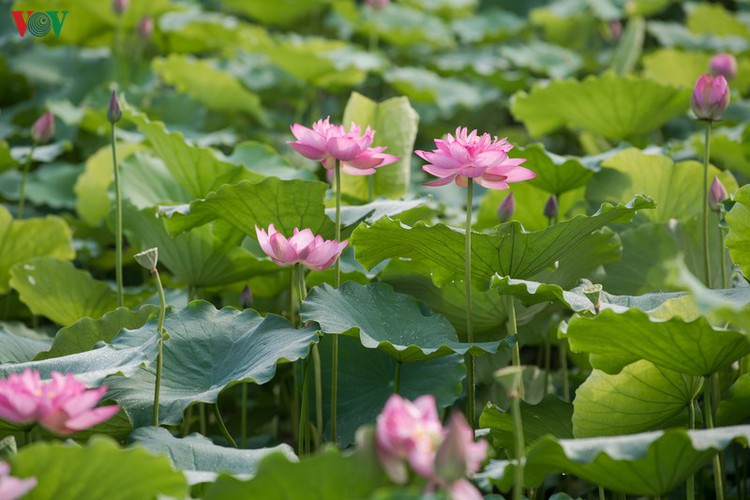 picturesque view of summer lotus flowers blooming in hanoi hinh 13