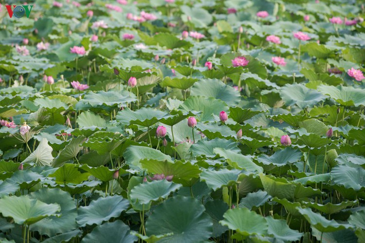 picturesque view of summer lotus flowers blooming in hanoi hinh 14