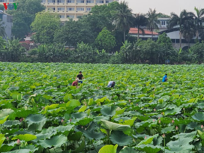 picturesque view of summer lotus flowers blooming in hanoi hinh 15