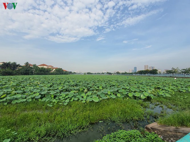 picturesque view of summer lotus flowers blooming in hanoi hinh 16