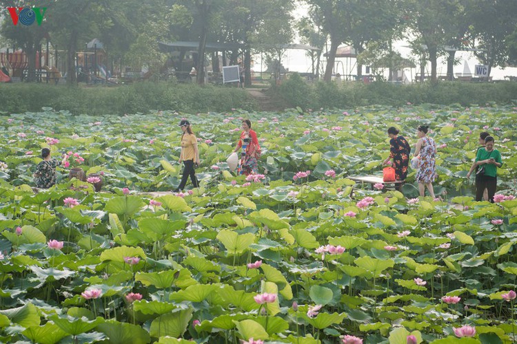 picturesque view of summer lotus flowers blooming in hanoi hinh 17