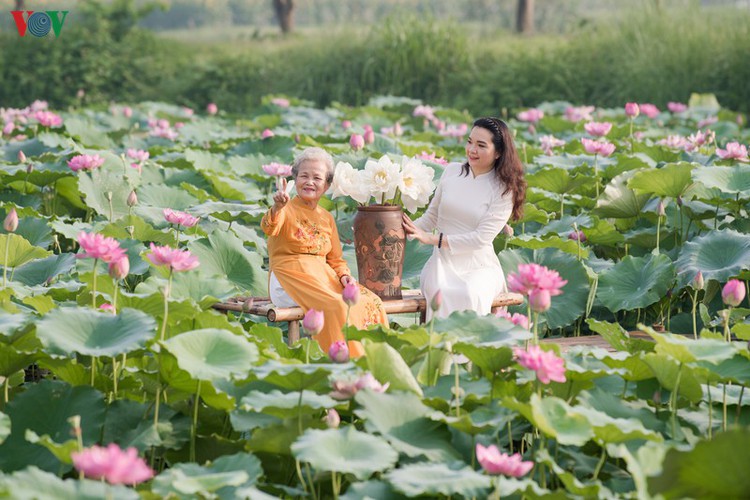 picturesque view of summer lotus flowers blooming in hanoi hinh 18