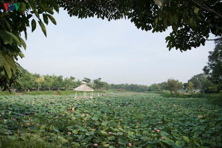 picturesque view of summer lotus flowers blooming in hanoi hinh 1