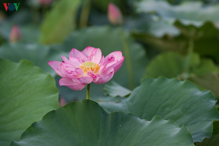 picturesque view of summer lotus flowers blooming in hanoi hinh 2