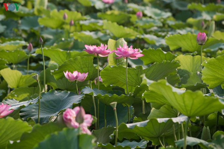 picturesque view of summer lotus flowers blooming in hanoi hinh 3