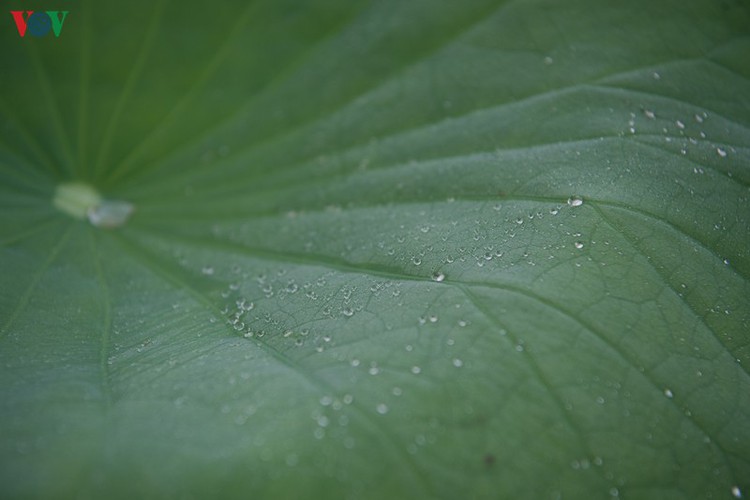 picturesque view of summer lotus flowers blooming in hanoi hinh 4