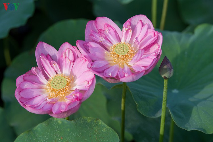 picturesque view of summer lotus flowers blooming in hanoi hinh 5