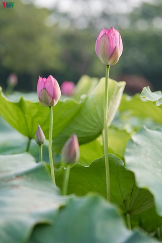 picturesque view of summer lotus flowers blooming in hanoi hinh 6