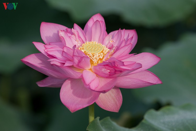 picturesque view of summer lotus flowers blooming in hanoi hinh 7