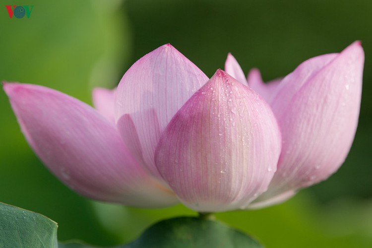 picturesque view of summer lotus flowers blooming in hanoi hinh 8