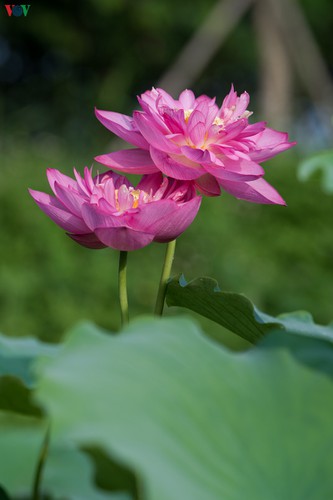 picturesque view of summer lotus flowers blooming in hanoi hinh 9